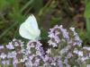 Pieris rapae